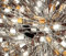 James C Brett Zodiac Ladder Yarn ZD07
