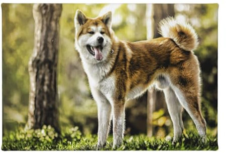 InOmak Akita Inu In Haustiere Hunde HDR Sommer Akita, Leinwand-Kunstdrucke, Wandkunst, Wandbehang, Gemälde für Heimdekoration, 20 x 30 cm