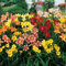 Hemerocallis - Semillas de flores mixtas (10 unidades)