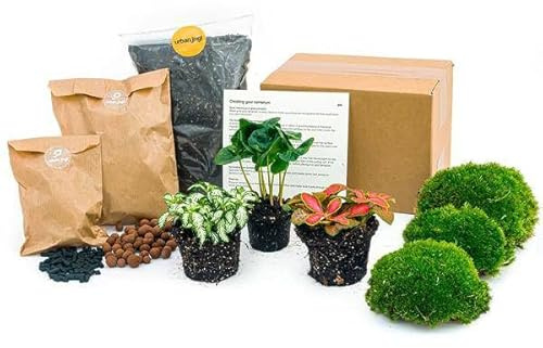 Flaschengarten Starterset Coffea Arabica Schritt für Gartenpflanze