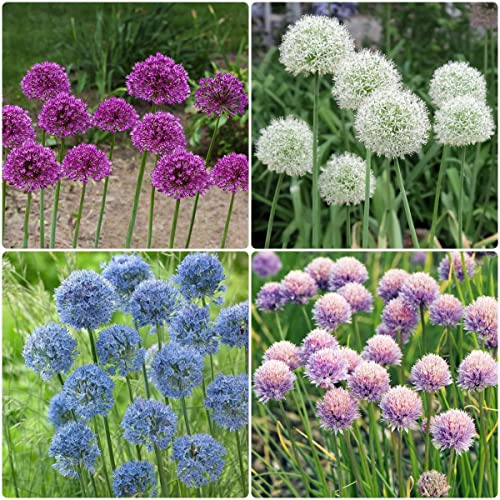 7 Stück allium zwiebeln winterhart mehrjährig zierlauch - Seltene Pflanzen serie - mix pflanztöpfe pflanzen winterhart draußen mini garten winterharte winterharte stauden wanddeko
