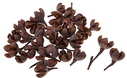 barenx 50 Stück natürliche getrocknete Blumen Nussschale rustikale Dekoration für verschiedene Anwendungen, Kränze, Girlanden, Tischdekorationen, Hochzeit, Weihnachten