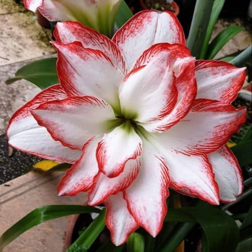 Amaryllis-üBerraschung: Erstaunliches Wachstum, VerschöNert Den Garten, Kein GießEn Erforderlich, Professionelle Bepflanzung, BlüHt Im Herbst Oder FrüHjahr.-2 bulbs-D