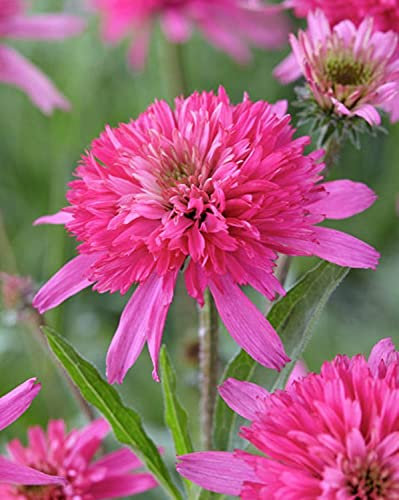 Scheinsonnenhut (Echinacea purpurea), winterharte bienenfreundliche Staude, Sorte: Minibelle, rosa blühend, kräftige Pflanze im 12cm Topf