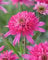 Scheinsonnenhut (Echinacea purpurea), winterharte bienenfreundliche Staude, Sorte: Minibelle, rosa blühend, kräftige Pflanze im 12cm Topf