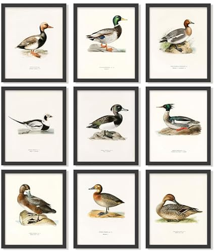 97 Decor Stockente Wandkunst, 9 Stück, 20,3 x 25,4 cm, Enten-Drucke, ungerahmt