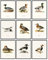 97 Decor Stockente Dekoration für Zuhause – Vintage-Entenjagd-Dekoration, Entenbilder, Wandkunstdrucke, Wissens-Enten-Poster, Wasservögel, antike Stockente, Kinderzimmer, Dekoration (20,3 x 25,4 cm,
