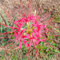 bulbi di giglio ragno - lycoris radiata - piante resistenti per il giardino, fiori da balcone bulbi rossa piante esotiche, bulbi di fiori piante esotiche resistenti piante rare, 3pcs