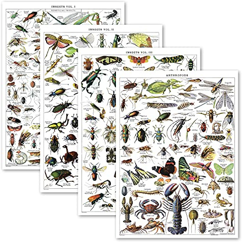 Palace Learning Vintage-Insekten-Poster-Drucke, Entomologie-Identifikations-Referenzdiagramme, Band 1, 2 & 3 und Arthropods, Vintage-Posterdruck, laminiert, 45,7 x 61 cm