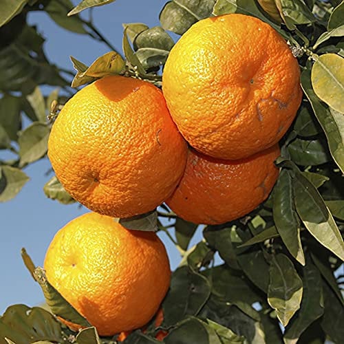 YouGarden Pair of Large Orange Trees, Established Plants in 4 Litre Pots, Ready to Plant for Grow Your Own Citrus Fruit, Supplied Approximately 1m Tall