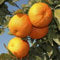YouGarden Pair of Large Orange Trees, Established Plants in 4 Litre Pots, Ready to Plant for Grow Your Own Citrus Fruit, Supplied Approximately 1m Tall