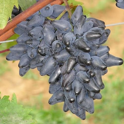 Tafeltraube 'Philipp®' blau - Traubenrebe für den Garten - 1 Traubenpflanze von Pflanzen-Kölle im 3 Liter Topf - Vitis vinifera Philipp
