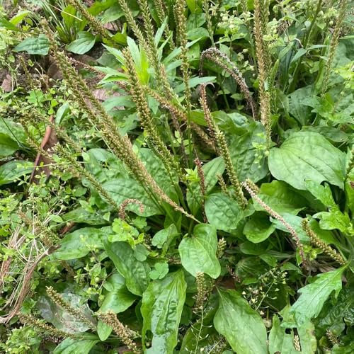 semi di piantaggine plantano, piante resistenti per balconi, piante verdi semi di erbe pianta da balcone di erbe aromatiche piante esotiche resistenti giardino erbe vasi per 200pcs
