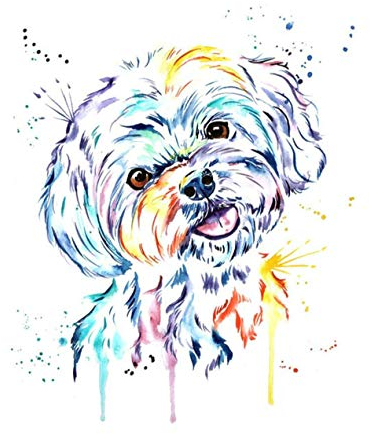 XCSQTYMY Malen Nach Zahlen Erwachsene Kinder Anfänger Havaneser Hund DIY Paint by Numbers Handgemalt Ölgemälde Auf Leinwand Malen Nach Zahlen Kits