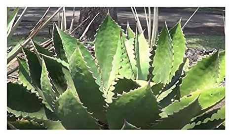 Stk - 10x Agave cupreata Agave Garten Pflanzen - Samen ID673 - Seeds & Plants Shop by Ipsa