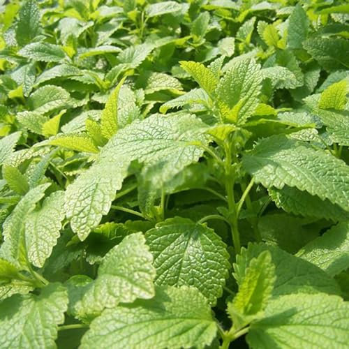 400 Stück/Beutel Stevia-Samen, mehrjähriges, ertragreiches Kraut, schöne grüne Blätter, Pflanzen für den Gartenbau, Gartensamen, jetzt zum Pflanzen Stevia-Samen