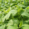 400 Stück/Beutel Stevia-Samen, mehrjähriges, ertragreiches Kraut, schöne grüne Blätter, Pflanzen für den Gartenbau, Gartensamen, jetzt zum Pflanzen Stevia-Samen
