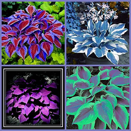 Hosta Richiede Poca Manutenzione Ed è Adatta Alla Coltivazione Dei Principianti, Forte E Potente Hosta Ha Un Apparato Radicale Ben Sviluppato, Bulbi Di Hosta,-4bulbs-E