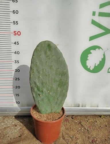 Planta Grasa Higo De India  Opuntia Ficus Indica  En Jarrón 17 CM (Foto Real)