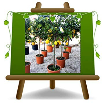 Citrus Citron - Citrus Limon - Sapling - Fruitier sur un pot de 28 - arbre max 130 cm