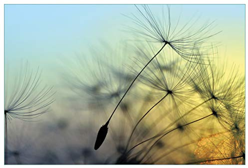 Wallario Küchenrückwand selbstklebend 90 x 60 cm, Motiv: Samen der Pusteblume in Nahaufnahme vor blauem Himmel | Spritzschutz abwischbar & pflegeleicht