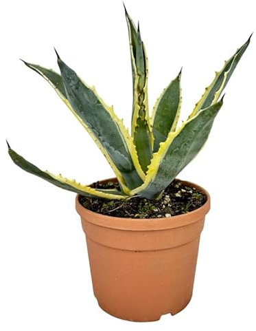 Pianta di AGAVE MARGINATA americana VARIEGATA pianta grassa in VASO 18 CM h 30/40 cm AMDGarden