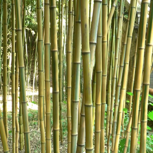 Vivai le Georgiche - Pianta vera di Phyllostachys aureosulcata Spectabilis Phyllostachys aurea 'Spectabilis' Bambù giallo scanalato - vaso Ø 15 cm - altezza alla vendita 60-80 cm
