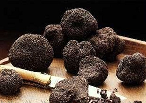 Schwarzer Trüffel-Pilz (Tuber melanosporum) Myzel Spores Spawn getrocknete Samen