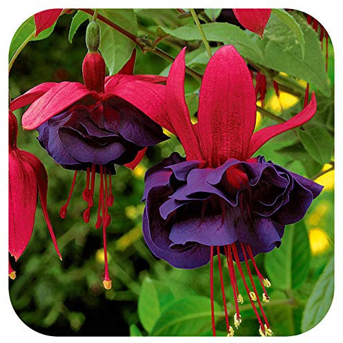 Fuchsia Giant Flowering 'Maori Maid' x 5 Large Plug Plants Cutting Raised