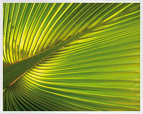 1art1 Palmas Póster Impresión Artística con Marco (Plástico) - Hoja De Palmera De Cáñamo (50 x 40cm)