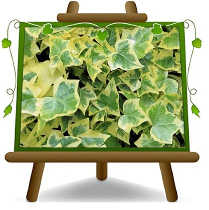 EURO PLANTS VIVAI Hedera Helix Edera Variegata Piante Rampicanti Altezza 70-80 cm Vaso 17 cm
