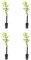 Árbol Frutal castaño. Pack de 4 árboles. Produce castañas grandes y setas. Altura 1-1,20m en maceta. Castaño variedad Soutovello, productor de setas (Boletus edulis). Resistencia Tinta y Avispilla