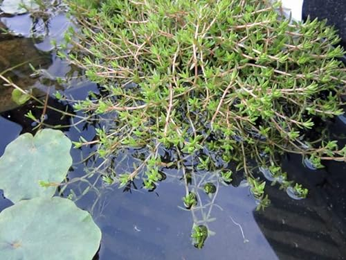 3x Nadelkraut | Crassula recurva | im 9er Teichtopf | Wasserpflanze | Teichpflanze | Mini Teich geeignet | Klärpflanze | Sauerstoffpflanze | winterhart