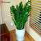 Pinkdose® Zamioculcas Zamiifolia Samen geld Baum Pflanzen Samen 100 teile/beutel
