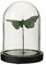 J-Line Cloche Papillons Verre Vert Fonce Small