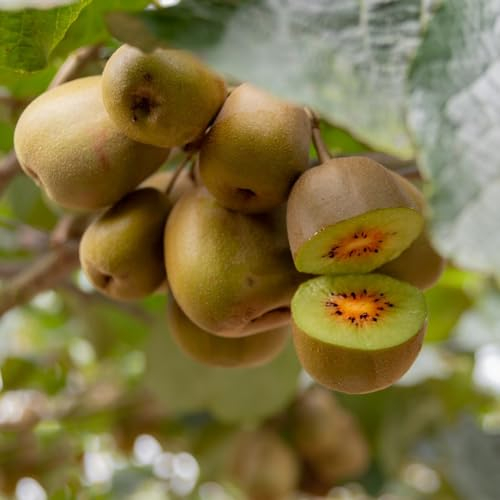 350 Pcs Kiwibeeren Pflanze Samen - Actinidia Chinensis - Kiwi, Obstsamen, Winterfeste Pflanzen Für Balkon Kiwibeere Baum Samen, Obstbäume, Kaufen Geschenke Für Gartenliebhaber Obst