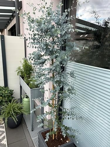 Eukalyptus `Silver Dollar´, Eucalypthus gunnii, aufrecht wachsend, 40-80cm im Topf