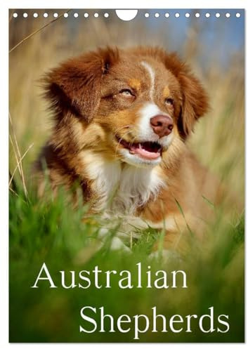 Australian Shepherds (Wandkalender 2026 DIN A4 hoch), CALVENDO Monatskalender: 13 wunderschöne Australian Shepherd Motive für das ganze Jahr (CALVENDO Tiere)