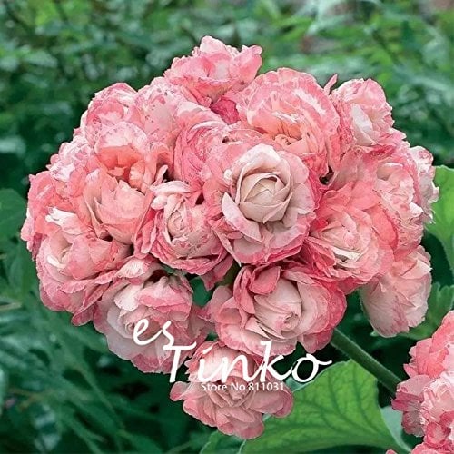 10pcs echte Pink Geranium Blumen Samen Staudenbonsaipflanzen Samen Pelargonium graveolens Topf für Haus und Garten