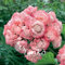 10pcs echte Pink Geranium Blumen Samen Staudenbonsaipflanzen Samen Pelargonium graveolens Topf für Haus und Garten