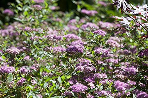 Rosa Zwergspiere Spiraea japonica 'Little Princess' im Topf gewachsen (15-20cm)