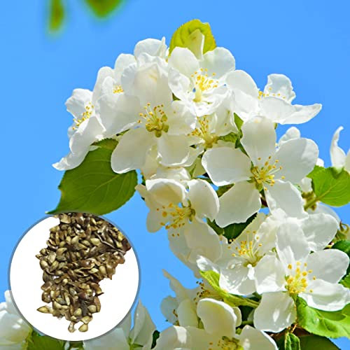 25 Unids/Bolsa Semillas de Begonia Jardín Perenne Semillas de Begonia Blanca Suministros de Balcón Semillas No OGM para Plantar Semillas