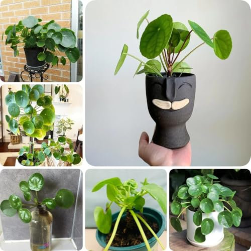 200 pcs Pilea Peperomioides Pflanze Samen, indoor kräutergarten, zimmerpflanzen samen kräuter pflanzen, seed dekopflanzen bonsai kaufen vanille pflanze, anpflanztöpfchen heilkräuter