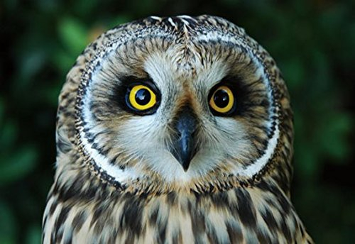 3 D Platzset Sumpfohreule, 2erSet, Tischset, Tier Tiere Eule Vogel Vögel