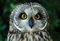 3 D Platzset Sumpfohreule, 2erSet, Tischset, Tier Tiere Eule Vogel Vögel