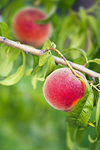 pianta di Pesco Red Call albero di pesco varietà Red Call Età 2 anni già innestato pianta da frutto di pesca pianta vera di pesche venduta da eGarden.store