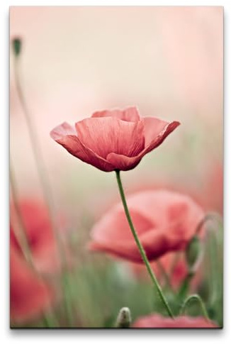 Paul Sinus 60x90cm Wandbild Mohnblume – Zarte Harmonie – Poesie der Natur