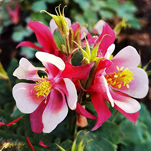 Akelei Pflanze Winterhart,Aquilegia Vulgaris,Columbine Samen Blumenwiese Mehrjährig Historisches Saatgut Bodendecker Winterhart Mehrjährig Samen Stauden Gartenblumen Dekopflanze 300 Stück