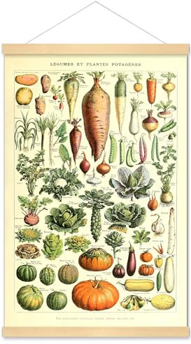 Meishe Art Poster Vegetable Print Vintage Kitchen Botanical Science Plant Carrot Pumpkin Potato Illustration Home Framed Wall Decor Identification Reference Chart(40cmx60cm+Hanger Frame)