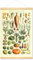 Meishe Art Póster con impresión de vegetales vintage para cocina, ciencia botánica, planta, zanahoria, calabaza, patata, ilustración para el hogar, marco para decoración de pared (40 x 60 cm + marco